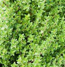 Organic English Thyme seeds