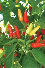 Capsicum Tobasco seed