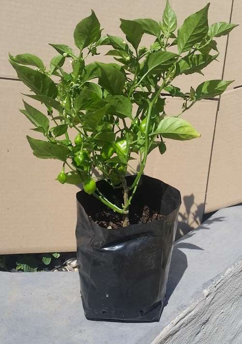 Habanero Chilli plants