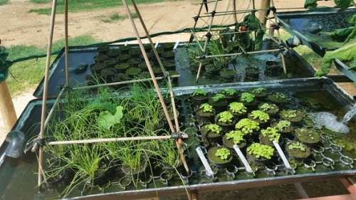 100 x 7.5cm Slatted (net) propagation pots (Aquaponics, hydroponics, aquarium plants)
