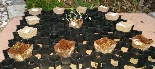 Aquaponic and hydroponic pot holder tray