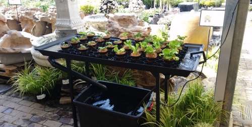 Hydroponic Starter Kit  NFT system