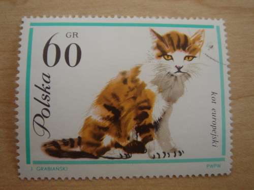 1964 Poland - Domestic Cat 60 GR MNH, stamped