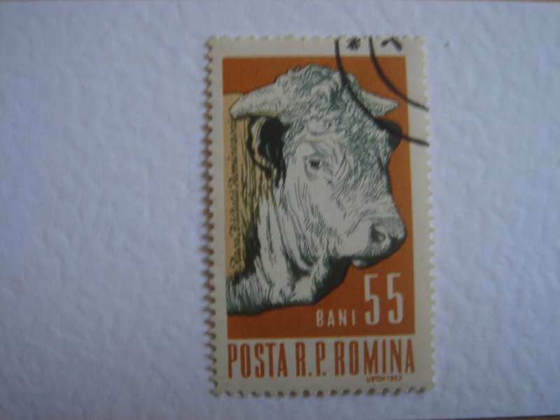 1962 Romania - The Bull 55 Bani used, stamped