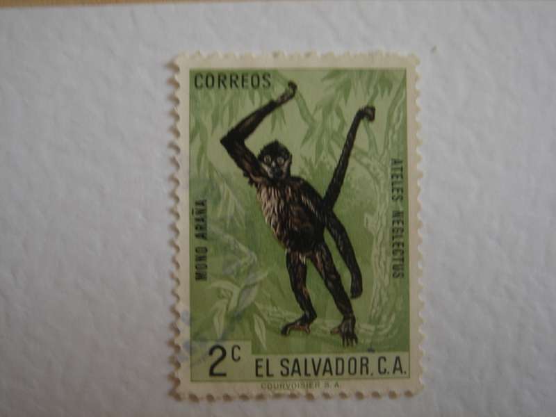 1963 El Salvador - Spider Monkey 2 C used, stamped