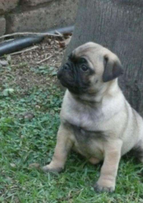 PUG PUPPY FOR SALE