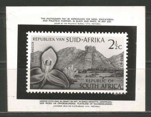 RSA 1963 KIRSTENBOSCH PHOTOGRAPHIC PUBLICITY MEDIA RELEASE
