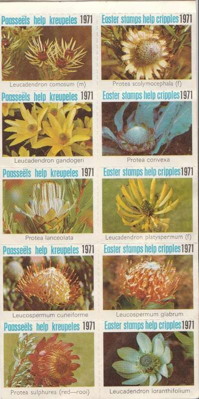 RSA 1971 EASTER LABELS BOOKLET COMPLETE WITH MNH PANE OF 10 - LEUCADENDRON STAMP TOP LEFT