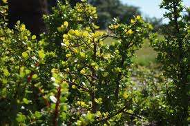 SPEKBOOM PLANTS