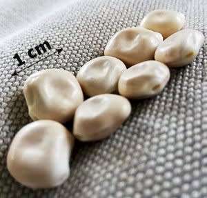 Wonder beans - Umvoti x3