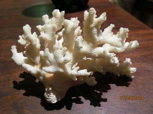 SMALL CORAL - 14 cm