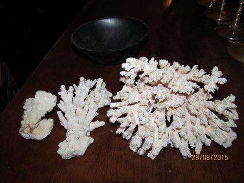 Genuine CORAL TRIO - AWESOME TREESOME + Free Wooden Bowl-SALE !!!