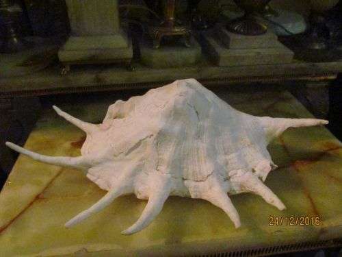 TROPICAL CONCH !! Large Vintage Tropical Conch Shell (Marine Truncata Spider Conch)