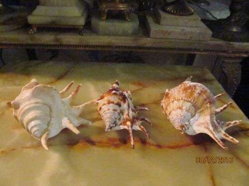 THE MARINE CORE !! Lot of Three Vintage Marine Shells - Spider Conches