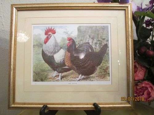 DEAR COL SAUNDERS !! Vintage Framed Chromolithographic Print - Dark Dorkings - Signed Ludlow