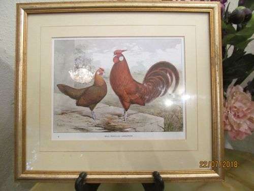 FREE RANGE !! Vintage Framed Chromolithographic Print -Gold Pencilled Hamburghs - Signed Ludlow