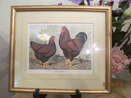 STREETWISE  !! Vintage Framed Chromolithographic Print - Golden Wyandottes - Signed Ludlow