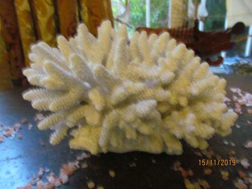 CATS PAW !! Reasonably Large Genuine Cats Paw Species Coral Ornament - Aquariums etc