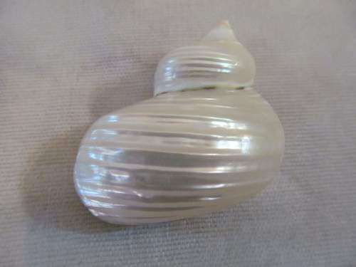 TURBINIDAE !! Rare Vintage Lot of 18 Pearlized (Polished) Turbo Jourdani Sea Shells
