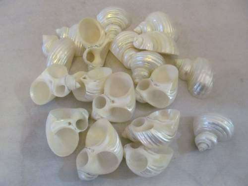 TURBINIDAE !! Rare Vintage Lot of 18 Pearlized (Polished) Turbo Jourdani Sea Shells