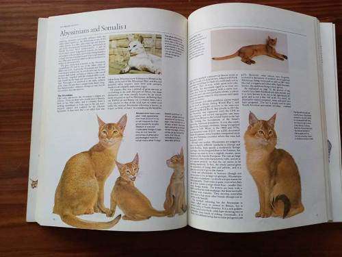 Book of the Cat by Michael Wright, Sally Walters