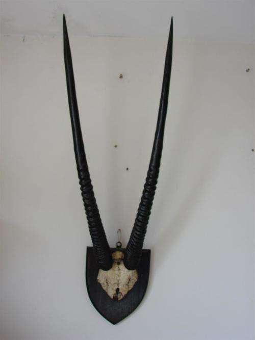 Lovely large Gemsbok Horns / Trophy