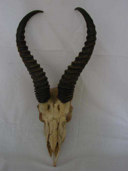 Springbok Horns / Skull