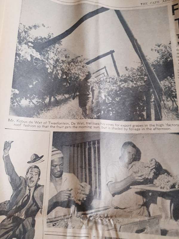 1 x Cape August news paper 1960