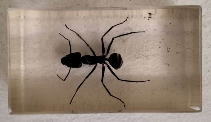 Vintage insect (ant) in resin