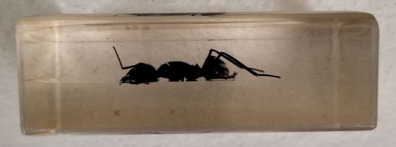 Vintage insect (ant) in resin