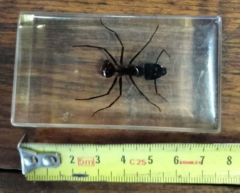 Vintage insect (ant) in resin