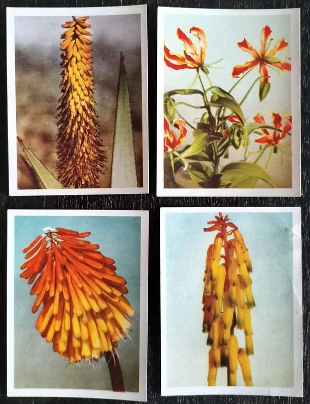 South African Flora - Incomplete set of Cigarette Cards (x79)