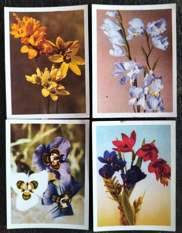 South African Flora - Incomplete set of Cigarette Cards (x79)