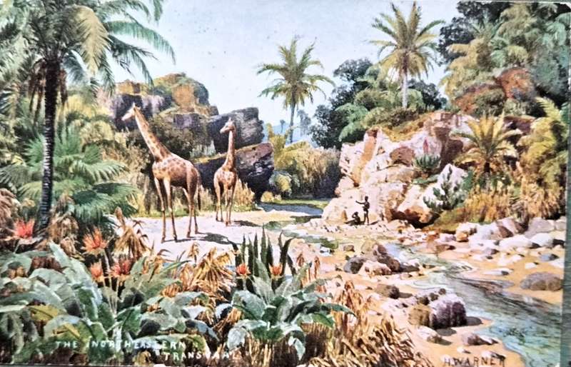 Vintage post card - South Africa - Northern Transvaal postcard/painting 1906