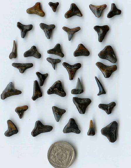 SALE : Fossil Shark Teeth (30)(^v^v^v^v^)