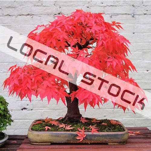 *LOCAL STOCK* 10pcs Red Maple Seeds Plant Tree