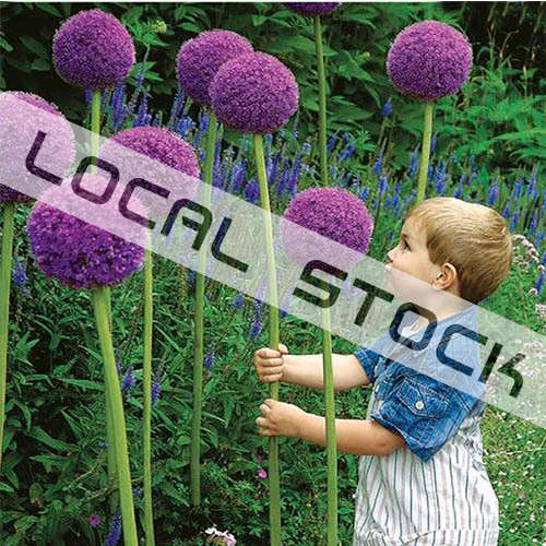 *LOCAL STOCK* 25pcs Allium Giganteum Seeds Purple Plant