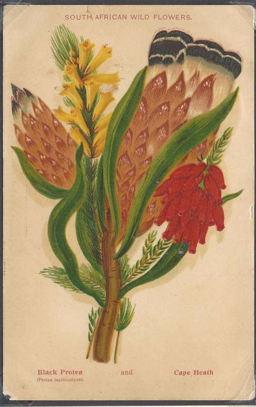 Transvaal: Scarce unrecorded DRYDEN R.(ail) O.(ffice) cds on Taxed postcard. See below.
