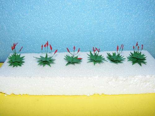 HO - Aloes X 6 (Small)
