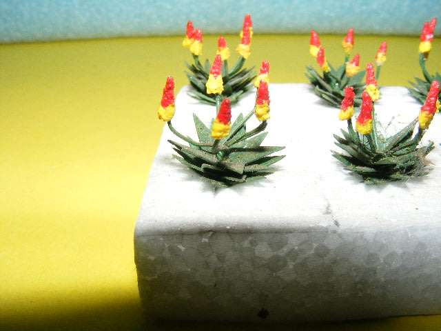 HO Aloes x 6,