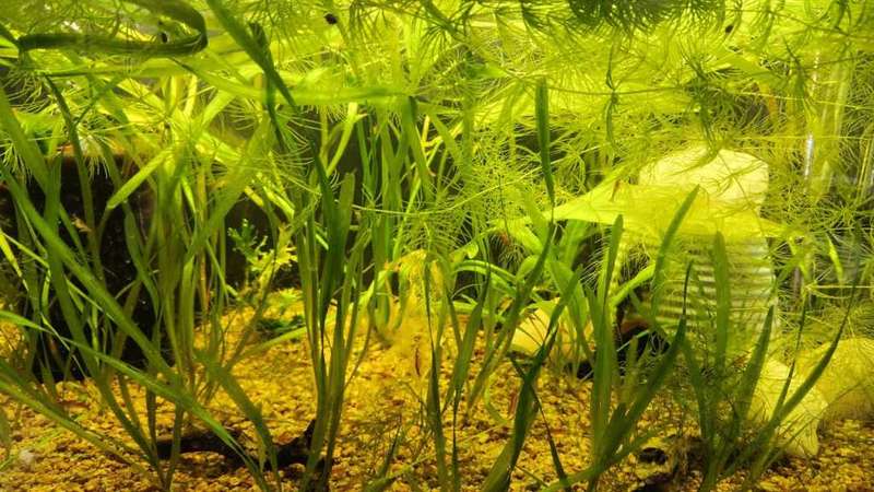 Get 3 fully stocked aquariums for only R6000! The fish alone are worth that price.
