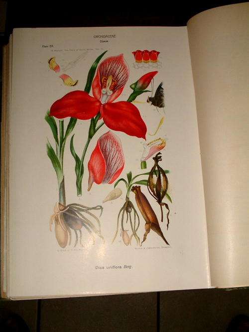 The Flora of South Africa - Rudolf Marloth