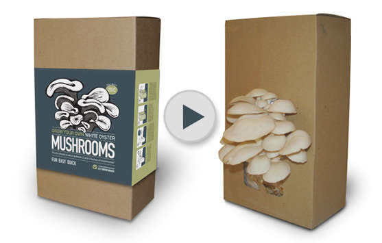 Grow Your Own-White Oyster  Mushroom Kit  - The Mushroom Factory