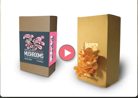 Grow Your Own: Pink Oyster  Mushroom Kit - The Mushroom Factory