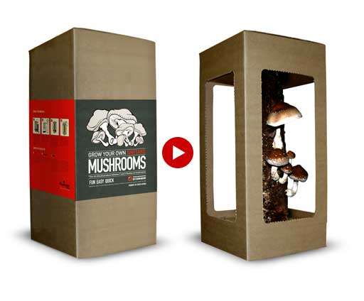 Grow Your Own-Shiitake  Mushroom Kit  - The Mushroom Factory