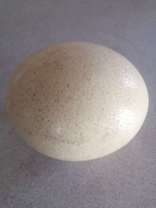 Ostrich Egg with Dessicated Foetus