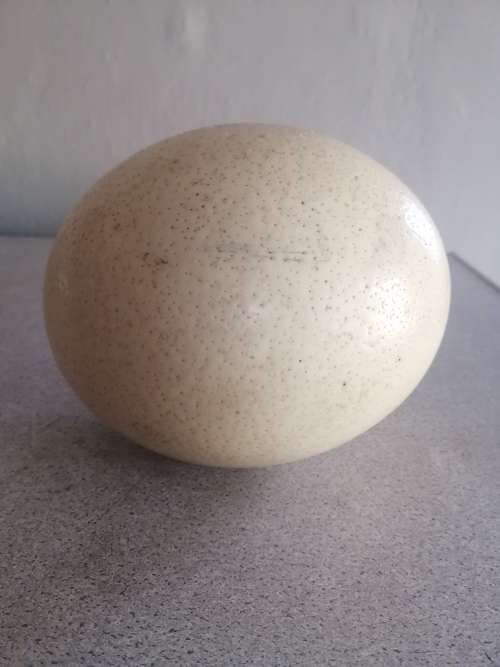 Ostrich Egg with Dessicated Foetus