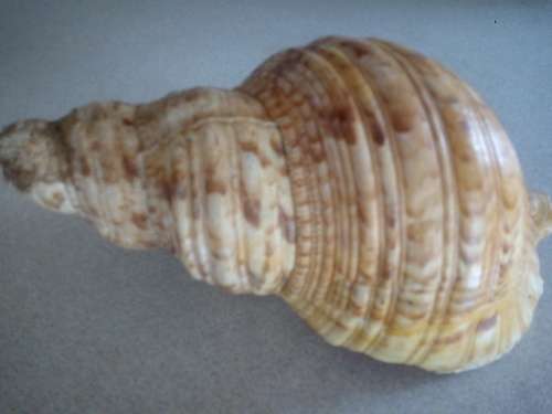 Conch Sea Shell