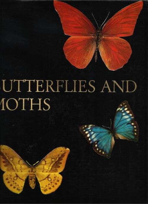 BUTTERFLIES AND MOTHS