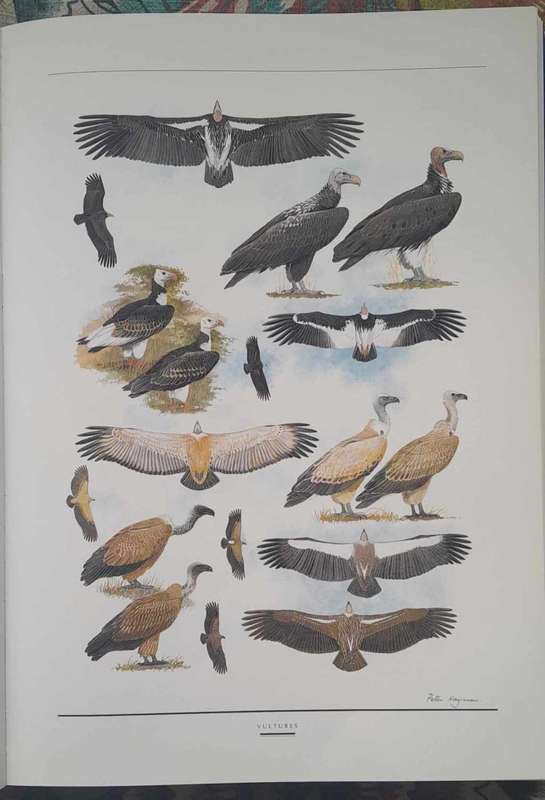 BIRDS OF SOUTHERN AFRICA **Hayman, Arlott & Tarboton**